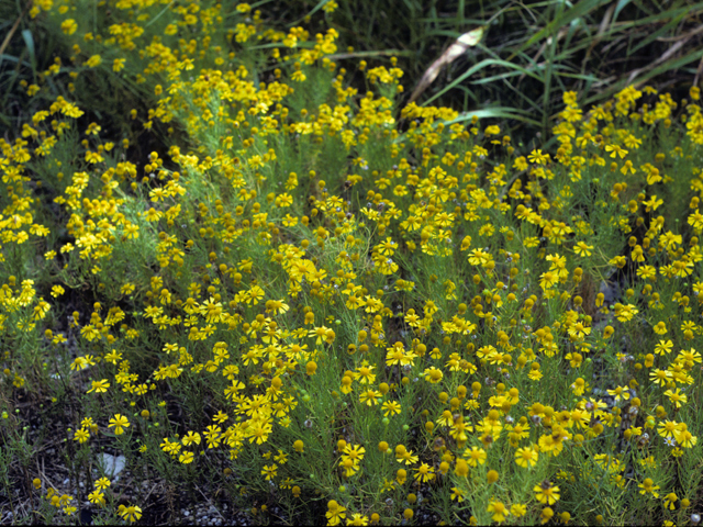 Helenium amarum (Yellow sneezeweed) #22668