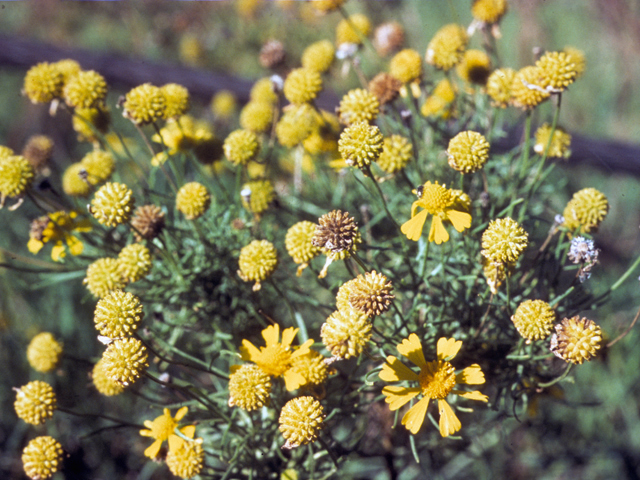 Helenium amarum (Yellow sneezeweed) #22669