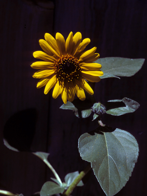 Helianthus annuus (Common sunflower) #22679