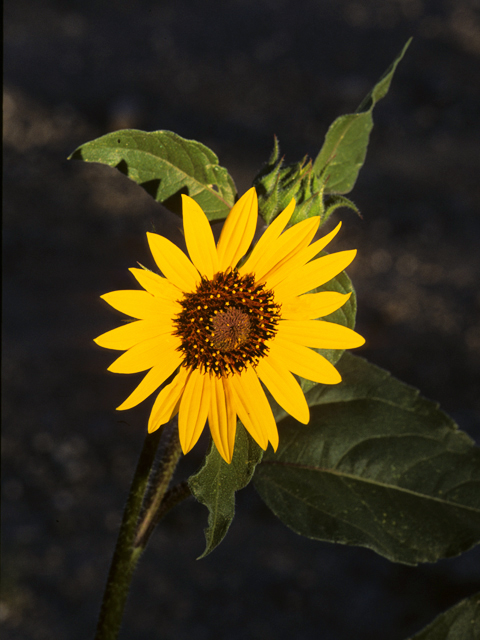 Helianthus annuus (Common sunflower) #22680