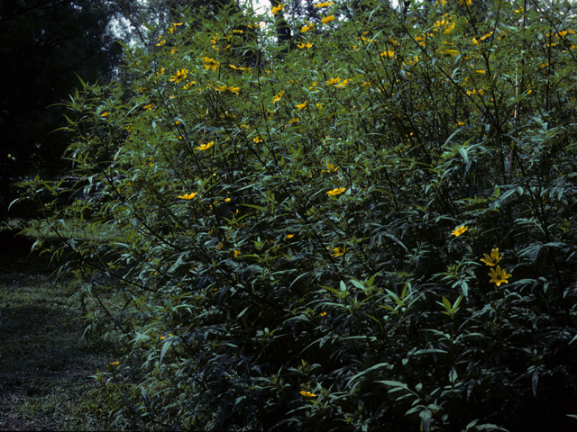 Helianthus angustifolius (Swamp sunflower) #22683