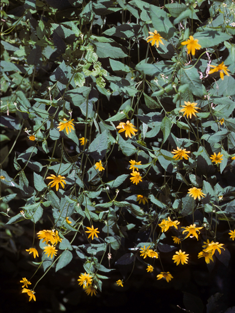 Helianthus decapetalus (Thinleaf sunflower) #22692