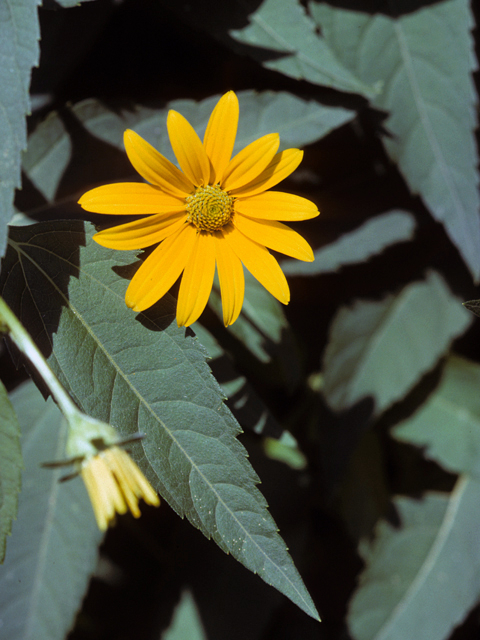 Helianthus decapetalus (Thinleaf sunflower) #22693