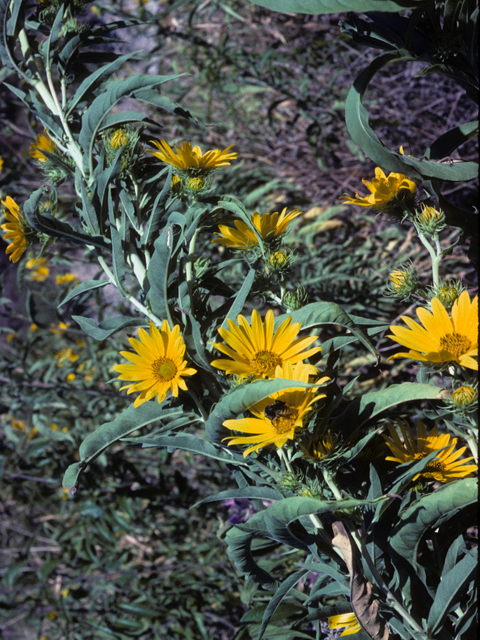 Helianthus maximiliani (Maximilian sunflower) #22699