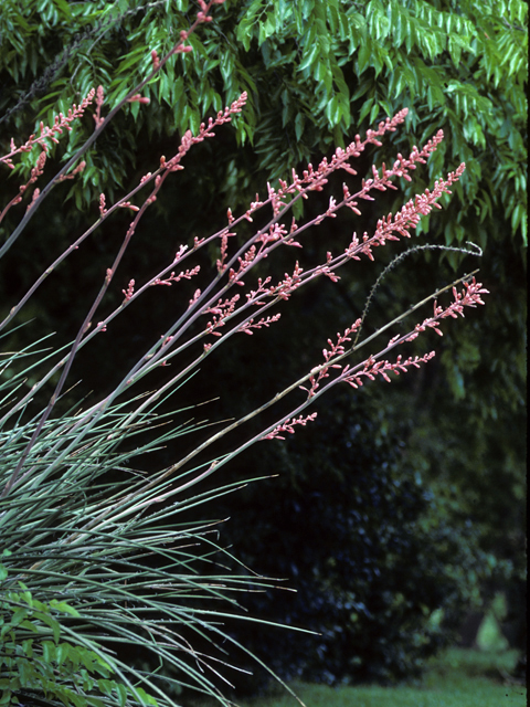 Hesperaloe parviflora (Red yucca) #22730