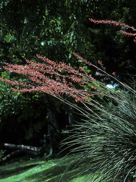Hesperaloe parviflora (Red yucca) #22731
