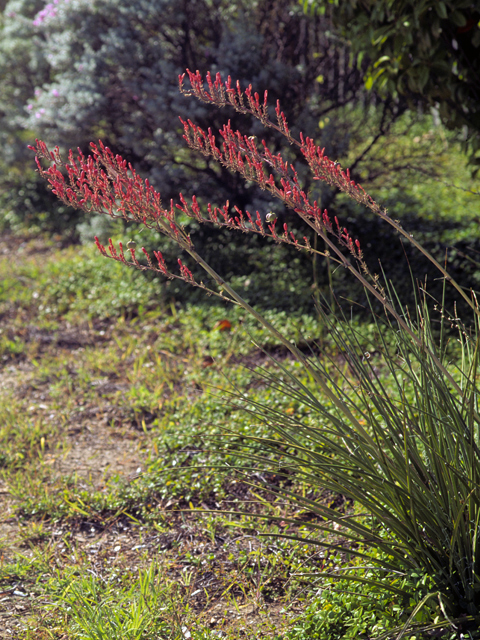 Hesperaloe parviflora (Red yucca) #22734