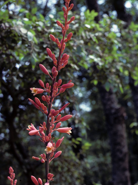 Hesperaloe parviflora (Red yucca) #22737