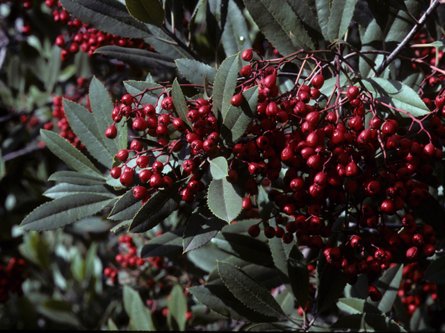Heteromeles arbutifolia (Toyon) #22747