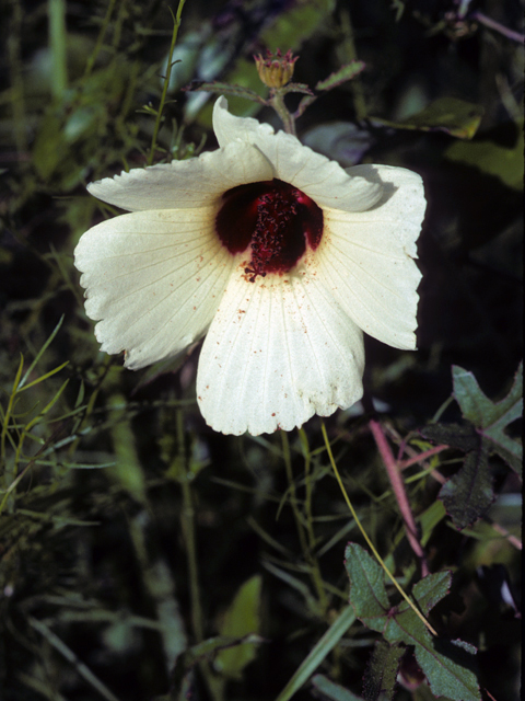 Hibiscus aculeatus (Comfortroot) #22774