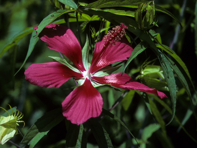 Hibiscus coccineus (Scarlet rosemallow) #22776