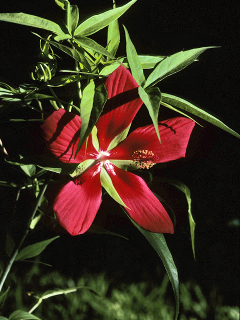 Hibiscus coccineus (Scarlet rosemallow) #22777