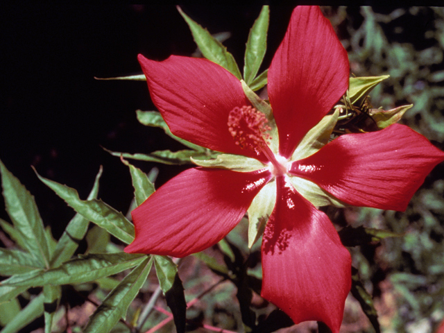 Hibiscus coccineus (Scarlet rosemallow) #22778