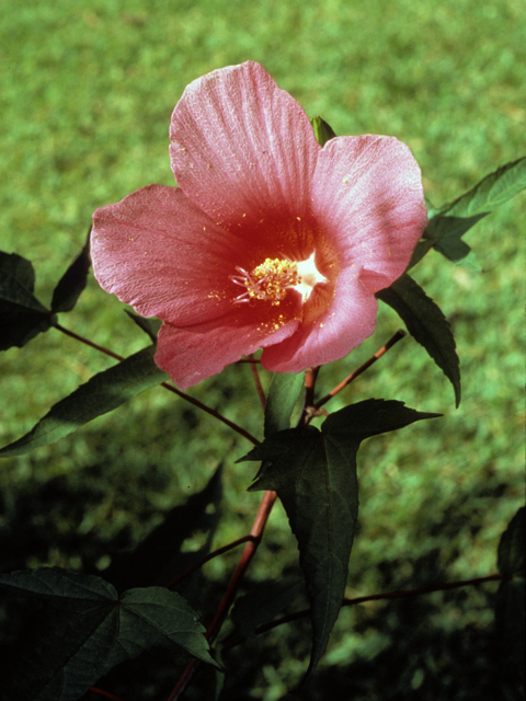 Hibiscus laevis (Halberdleaf rosemallow) #22784