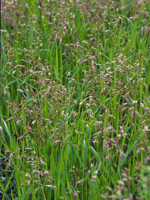 Hierochloe odorata (Sweetgrass) #22788