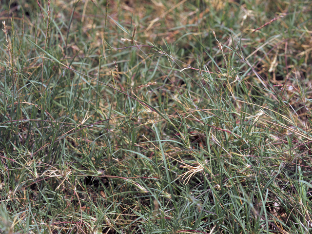 Hilaria belangeri (Curly mesquite grass) #22790
