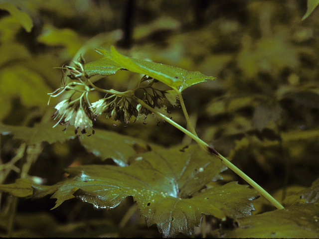 Hydrophyllum canadense (Broad-leaved waterleaf) #22804