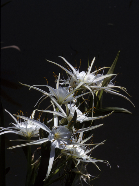 Hymenocallis liriosme (Texas spiderlily) #22810