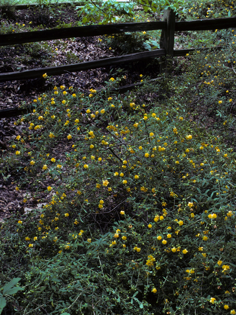 Hypericum frondosum (Cedarglade st. john's-wort) #22833