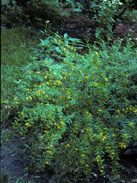 Hypericum frondosum (Cedarglade st. john's-wort) #22834