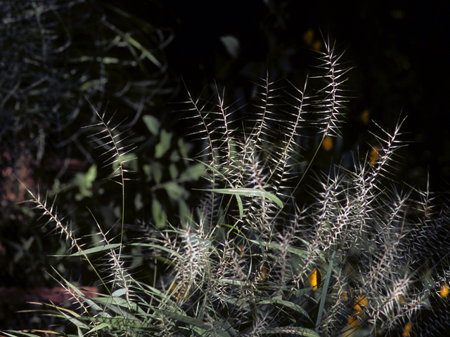 Elymus hystrix var. hystrix (Eastern bottlebrush grass) #22841