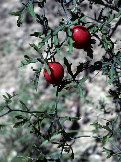 Ibervillea tenuisecta (Slimlobe globeberry) #22844