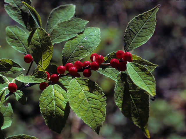 Ilex verticillata (Common winterberry) #22860