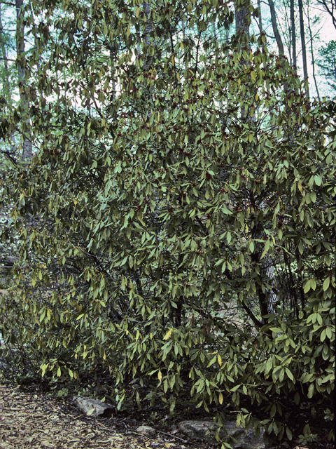 Illicium floridanum (Florida anisetree) #22866