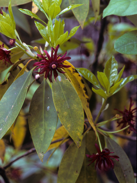 Illicium floridanum (Florida anisetree) #22868