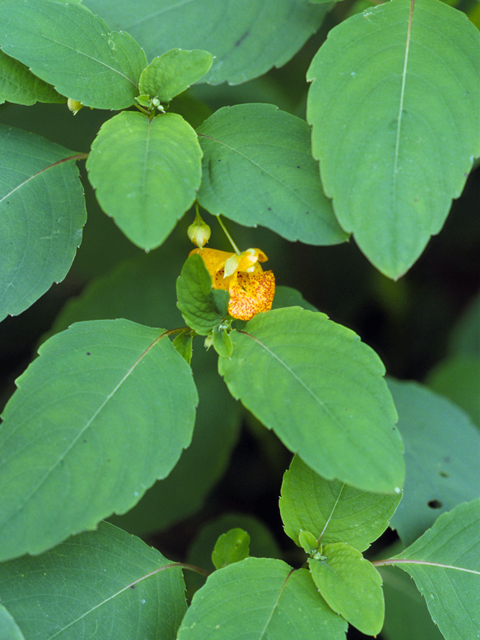 Impatiens capensis (Jewelweed) #22872