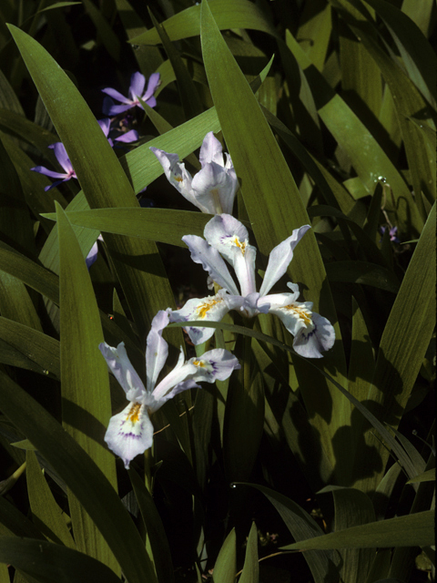 Iris cristata (Dwarf crested iris) #22893