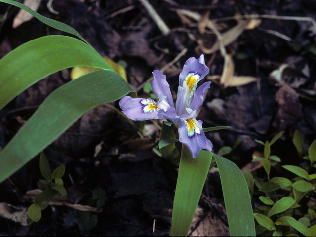 Iris cristata (Dwarf crested iris) #22894