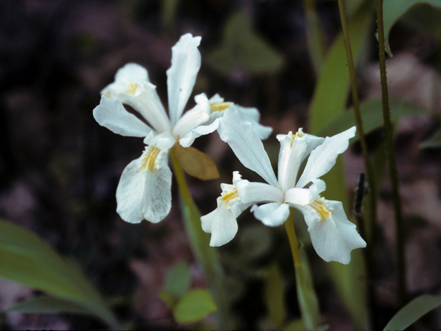Iris cristata (Dwarf crested iris) #22895