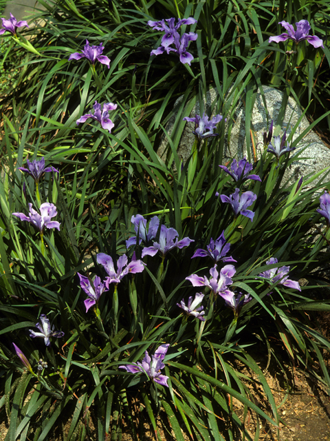 Iris douglasiana (Douglas iris) #22896