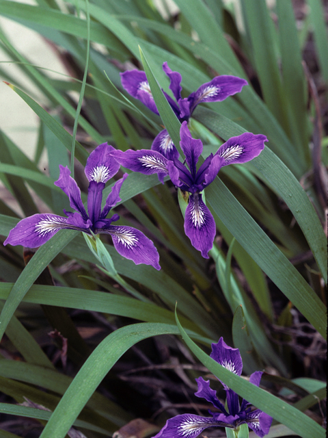 Iris douglasiana (Douglas iris) #22897
