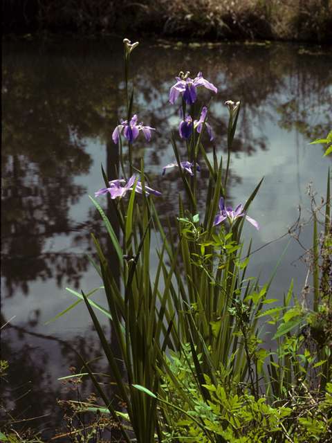 Iris giganticaerulea (Giant blue iris) #22902