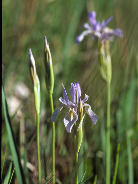 Iris missouriensis (Rocky mountain iris) #22903