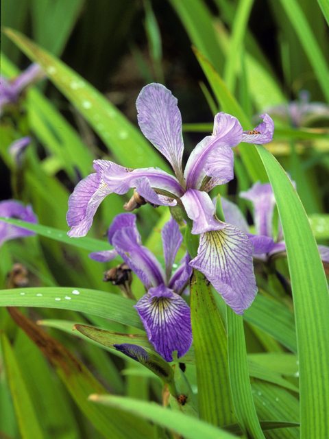 Iris versicolor (Harlequin blueflag) #22904