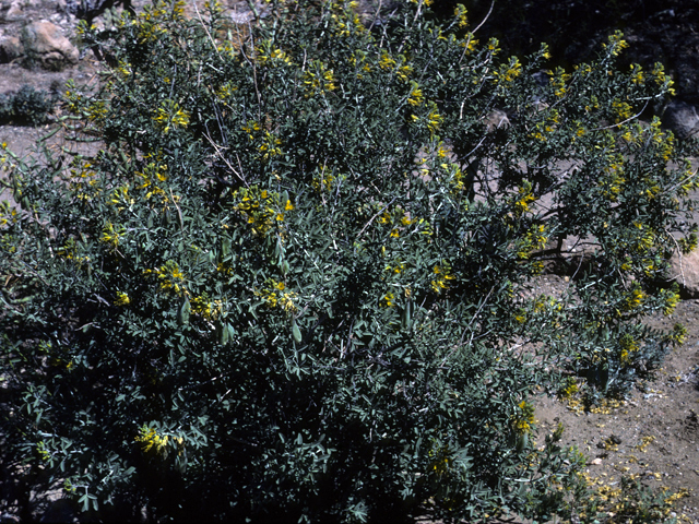 Peritoma arborea (Bladderpod spiderflower) #22905