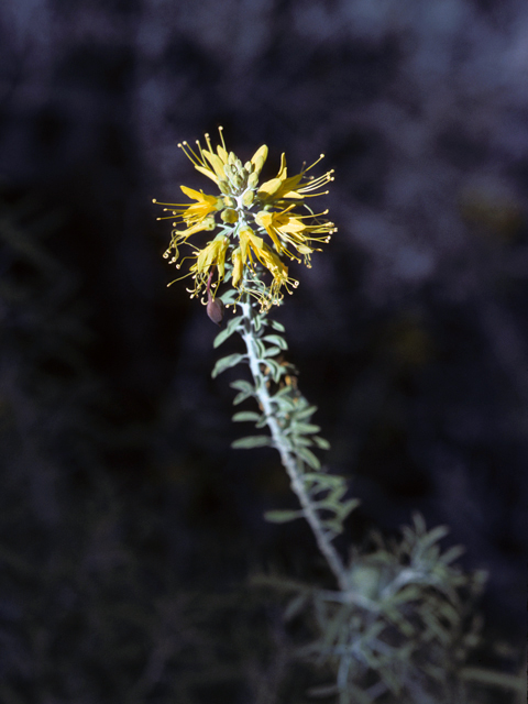 Peritoma arborea (Bladderpod spiderflower) #22911