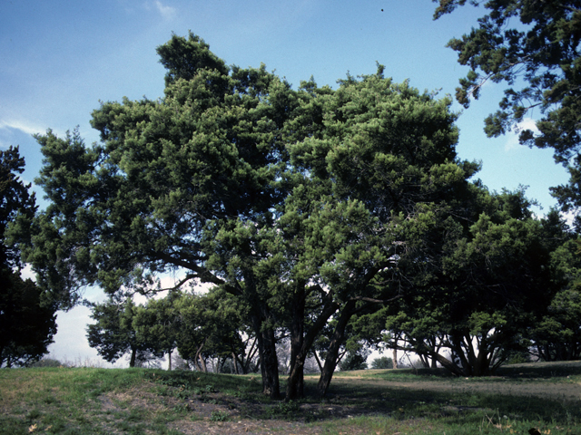 Juniperus ashei (Ashe juniper) #22930