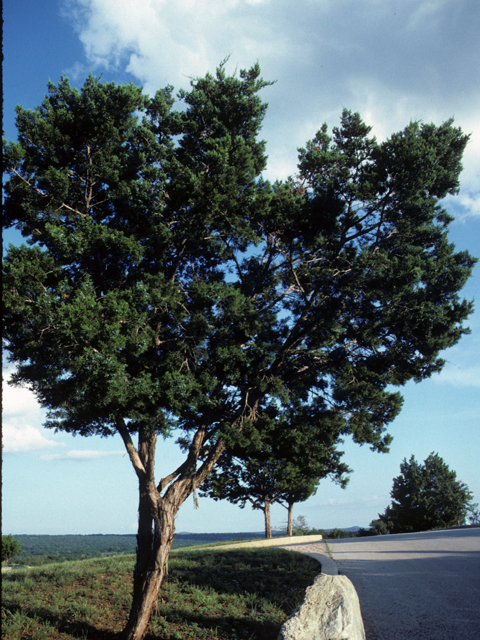 Juniperus ashei (Ashe juniper) #22931
