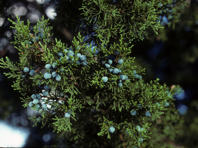 Juniperus ashei (Ashe juniper) #22932