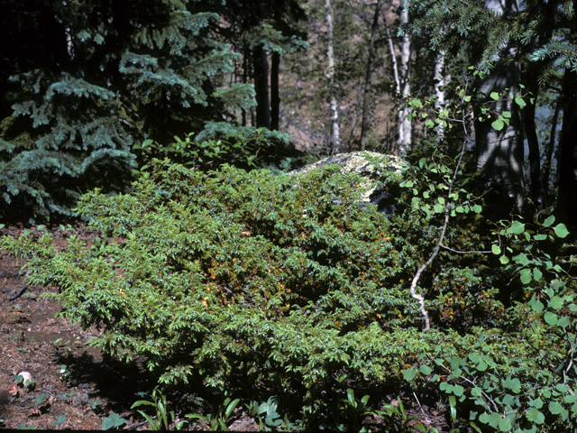 Juniperus communis (Common juniper) #22933