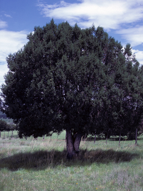 Juniperus deppeana (Alligator juniper) #22934