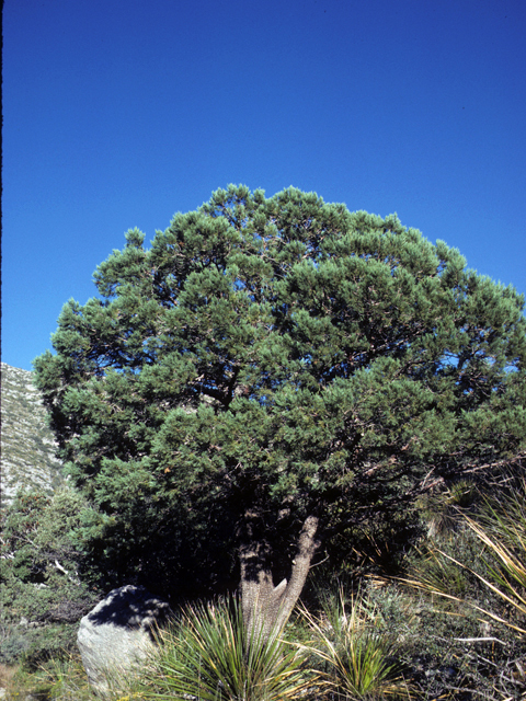Juniperus deppeana (Alligator juniper) #22935