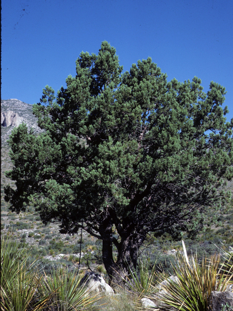 Juniperus deppeana (Alligator juniper) #22936