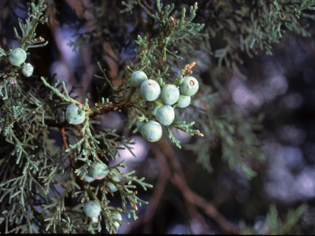 Juniperus deppeana (Alligator juniper) #22937