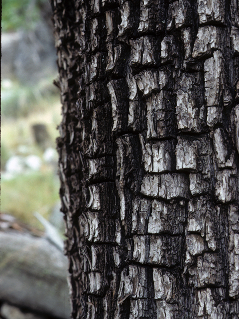 Juniperus deppeana (Alligator juniper) #22939