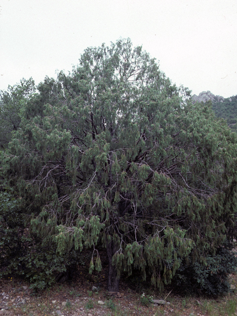 Juniperus flaccida (Weeping juniper) #22940